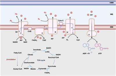 Mitochondrial Dysfunction in Cardiovascular Diseases: Potential Targets for Treatment